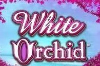White Orchid slots online