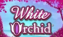 White Orchid slots online